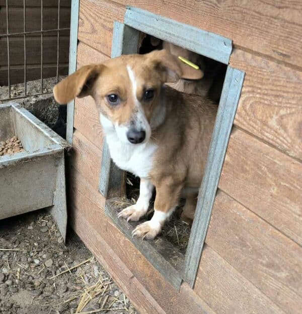 HOPELINE (♀) - ausgereist zu Tiere in Not Odenwald e.V. (PM) – Bild 2