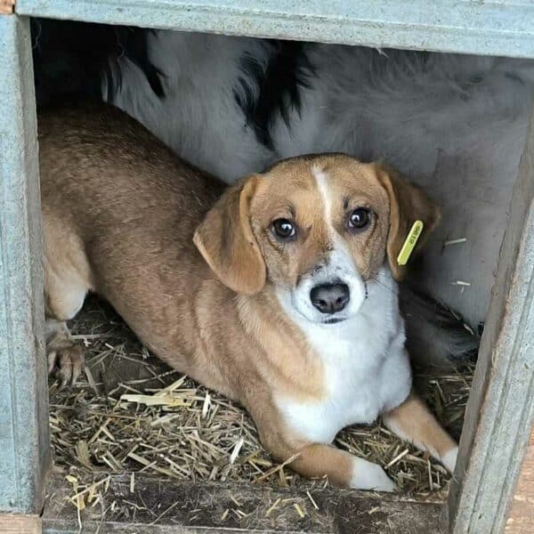 HOPELINE (♀) - ausgereist zu Tiere in Not Odenwald e.V. (PM)