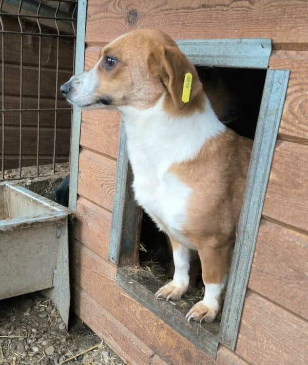 HOPELINE (♀) - ausgereist zu Tiere in Not Odenwald e.V. (PM) – Bild 3