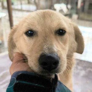 QUOKKA (♀) - vermittelt MD