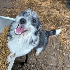 ANGELINO (♂) - auf PS im PLZ Bereich 18 - reserviert