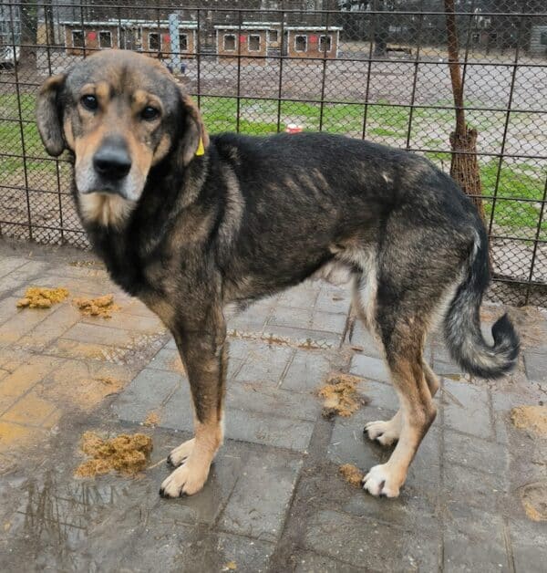GANDALF (♂) - ausgereist zu Step by Paw (AL) – Bild 6