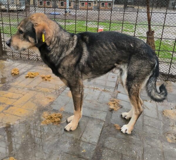 GANDALF (♂) - ausgereist zu Step by Paw (AL) – Bild 2