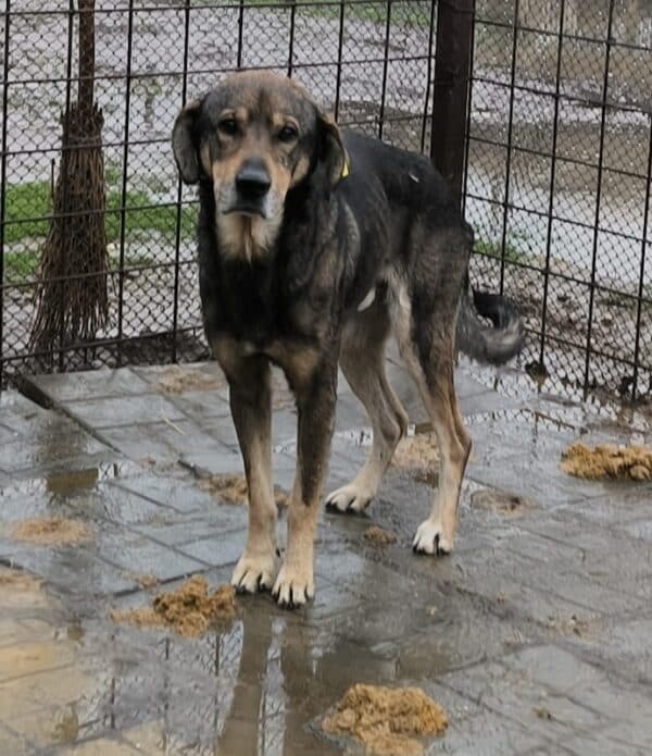 GANDALF (♂) - ausgereist zu Step by Paw (AL) – Bild 5