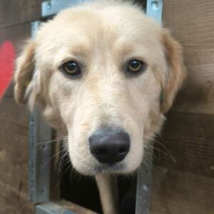 ALVA (♀) - ausgereist zu Kathleen Müller (AL)