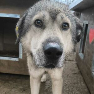 PLÜSCHMANN (♂) - ausgereist zu Kathleen Müller (AL)