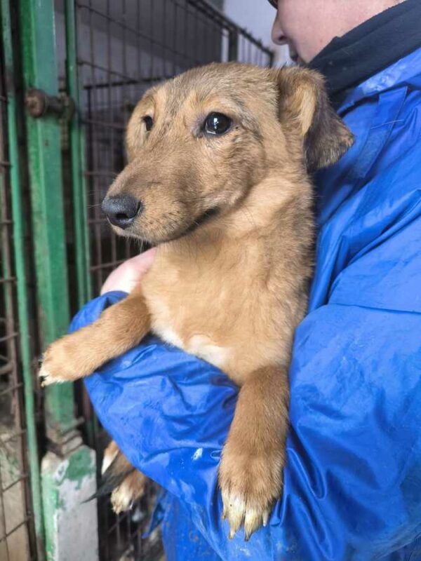 TJARA (♀) - ausgereist zur Tierhilfe Lebenswert DR 31.01.25 – Bild 2