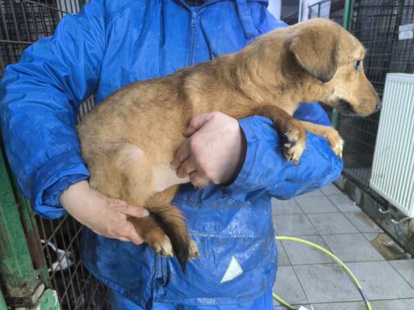 TJARA (♀) - ausgereist zur Tierhilfe Lebenswert DR 31.01.25 – Bild 3