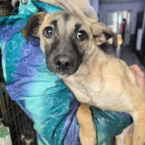 CURIE (♀) - Doppelerfassung(=Miraya)