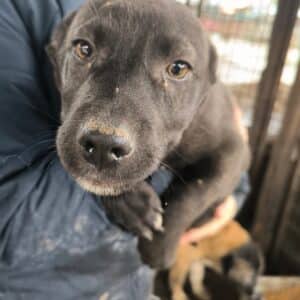 JinJin (♂) - auf PS im PLZ Bereich 32 - vermittelt