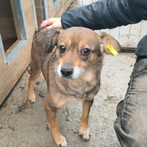 SAIRA (♀) - ausgereist zu Tiere in Not Odenwald e.V. (PM)