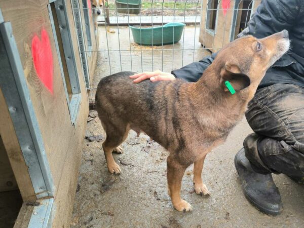 SAIRA (♀) - ausgereist zu Tiere in Not Odenwald e.V. (PM) – Bild 2