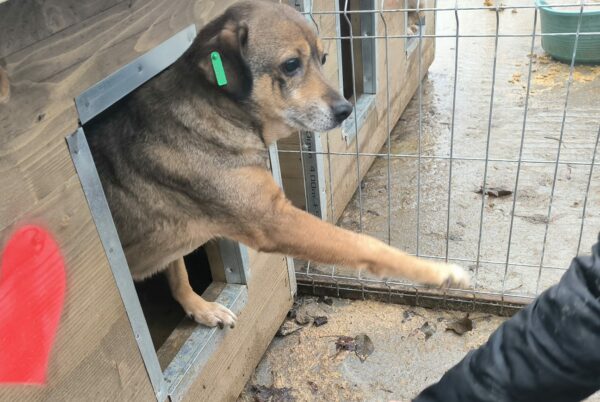 SAIRA (♀) - ausgereist zu Tiere in Not Odenwald e.V. (PM) – Bild 3