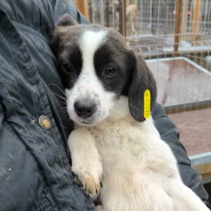 PILU (♀)- auf PS im PLZ Bereich 16 - vermittelt