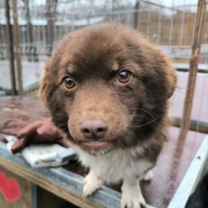 BLOSSOM (♀) - ausgereist zu Tiere in Not Odenwald e.V.