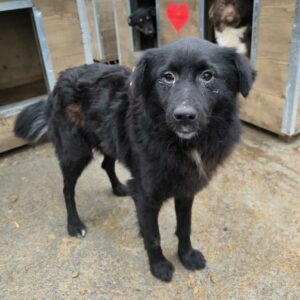 SINCLAIR (♂) - auf PS im PLZ Bereich 86 (NE) - vermittelt