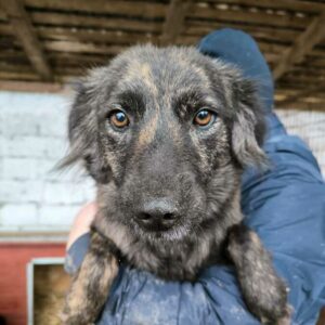 CHICHI (♀) - ausgereist zur Tierhilfe Lebenswert DR 14.02.25