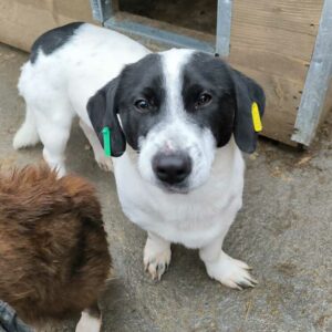 ALPHONSO (♂) - auf PS im PLZ Bereich 40 (NE) - vermittelt