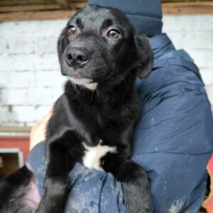 TROMPETA (♀) - ausgereist zur Tierhilfe Lebenswert DR 10.01.2025