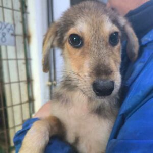 QUENDOLIN (♂) - wird bereits schüchtern – sollte zeitnah ausreisen - ausgereist zur Tierhilfe Lebenswert DR 10.01.2025