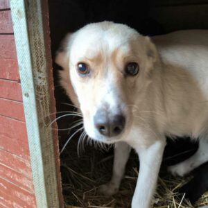 EMONA (♀) - NOTFALL - wurde gebissen - ausgereist zur Tierhilfe Lebenswert DR 11.04.25