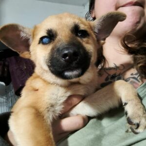 CALLISTA (♀) - NOTFALL - linkes Auge trüb - sollte dringend ausreisen - ausgereist zur Tierhilfe Lebenswert DR 10.01.2025