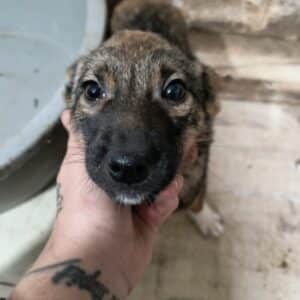 LUNAH (♀) - ausgereist zur Tierhilfe Lebenswert DR 10.01.2025