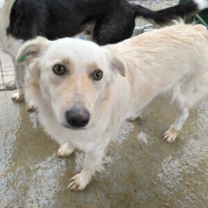 SADY (♀) - ausgereist zu Kathleen Müller (AL)