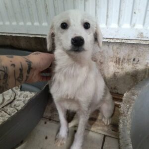 MOLLIE (♀) - ausgereist zur Tierhilfe Lebenswert DR 10.01.2025