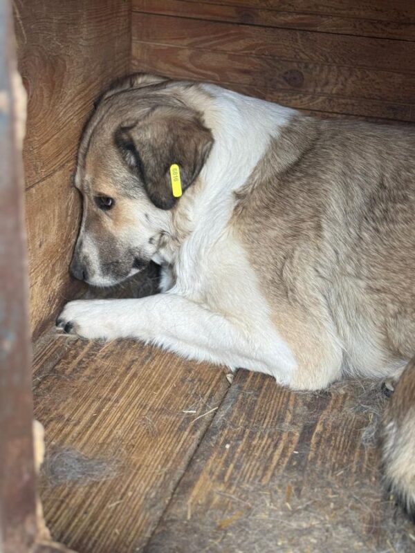 KAJA (♀) – Bild 2