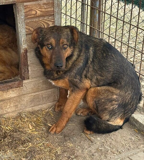 DIRK (♂) – Bild 2