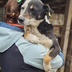 IVOR (♂) - ausgereist zur Tierhilfe Lebenswert DR 16.05.25