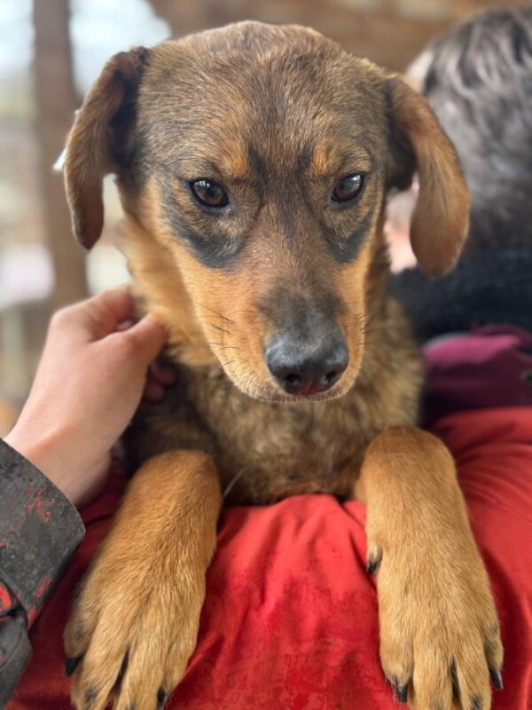 FABIENNE (♀) - wird im Kennel gemobbt – Bild 3