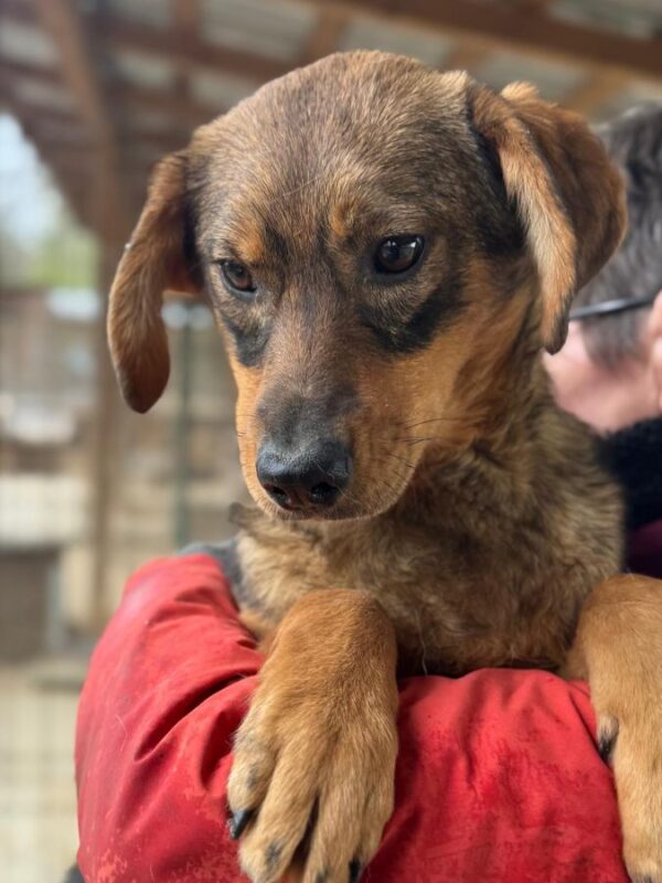 FABIENNE (♀) - wird im Kennel gemobbt – Bild 2
