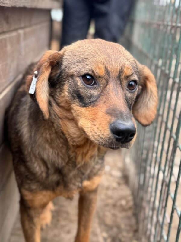 FABIENNE (♀) - wird im Kennel gemobbt