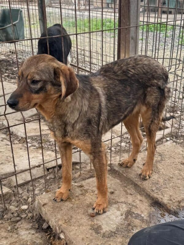 FABIENNE (♀) - wird im Kennel gemobbt – Bild 4