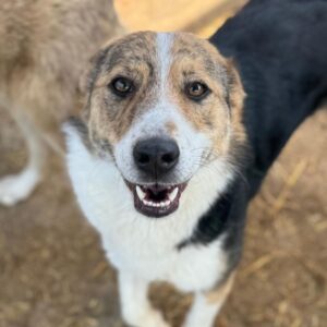 GALINA (♀) - ausgereist zum TST Rösrath (AL)