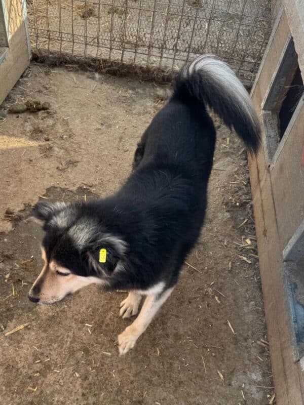 ANCHO (♂) – Bild 3