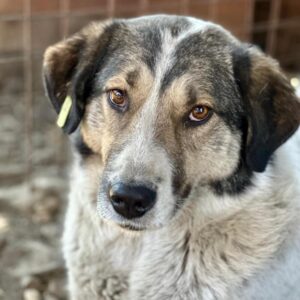 GRAZIELLA (♀) - ausgereist zur Tierhilfe Lebenswert DR 14.06.25