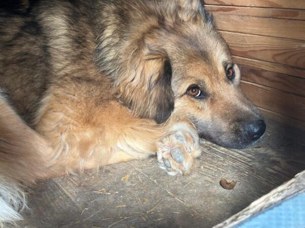 MISSES (♀) – Bild 4
