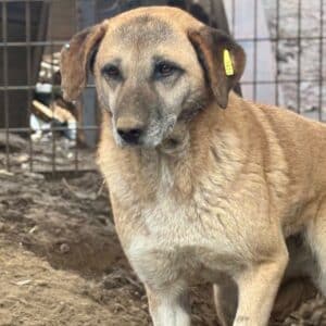 PFOTI (♀) - Umfangsvermehrung an der Hüfte - seit 2018 im Shelter