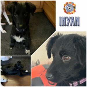 INYAN (♂) in 92637 Weiden - vermittelt