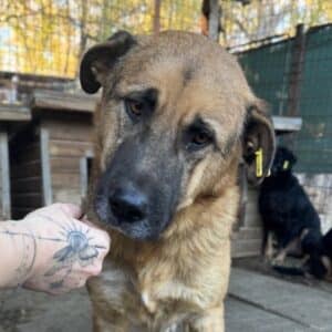 ARUN (♂) - resigniert