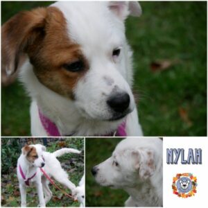 NYLAH (♀) in 21493 Möhnsen - vermittelt