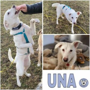 UNA (♀) in 73230 Kirchheim unter Teck - vermittelt