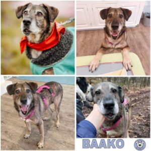 BAAKO (♂) in 96052 Bamberg