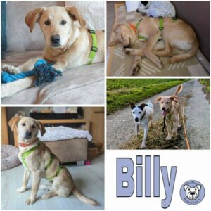 Billy (♂) in 33154 Salzkotten - vermittelt