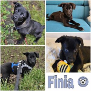 Finia (♀) in 56637 Plaidt - vermittelt