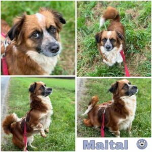 Maital (♀) in18311 Ribnitz-Damgarten - vermittelt