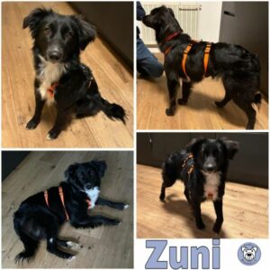 Zuni (♀) in 69123 Heidelberg - vermittelt